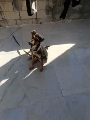 للبيع كلبه بندوق جيرمن