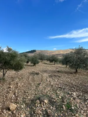 Farm Land for Sale in Jerash Al-Mastaba
