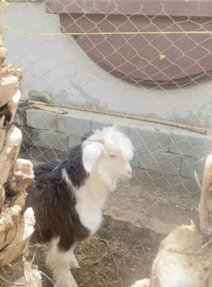 للبيع جدي رحبي