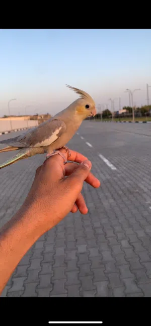 اقرة الوصف