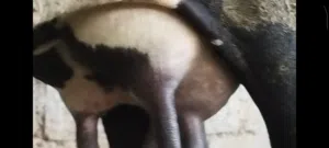 بقره نمساوي مربيه تحتها عجل مربيه من 15يوم تحلب 5 غرشات مال في اليوم و البقره الولد التاني