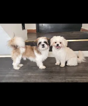 Dogs for loving home