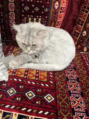 Lola cat (Persian)