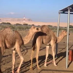 عبدالله الشملي