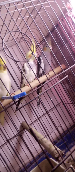 جواز ومخاليف وحبات جاهزه وفراخ والوان حلوه