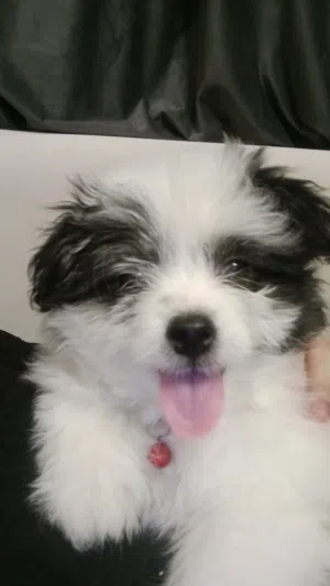 جرو شيتزو (Shih Tzu) بيور عمر شهرين حجم صغير جدا مناسب للشقق مطعم
