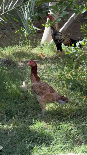 ديك ودجاجه ولادهن