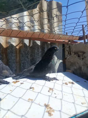 جواز للبيع عدد3 وفحل