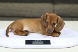 female Dachshund breed puppy 3 months old red