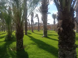 ارض في بير العالم للبيع