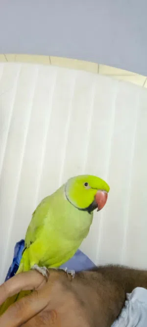 زوج دره هندي