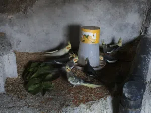 7 جواز كوكتيل شغاله للبيع او للبدل