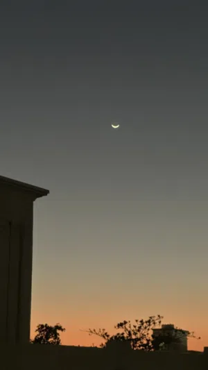 ابحث عن عجل نمساوي