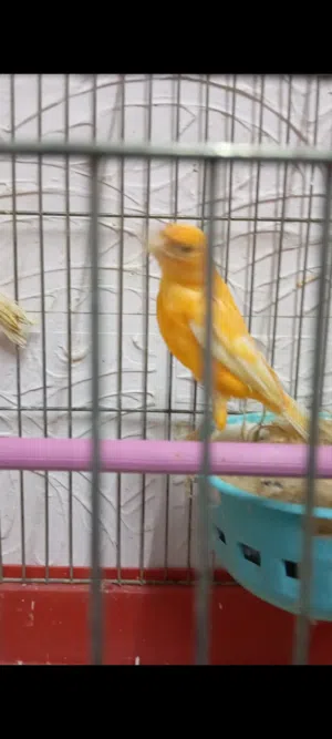 جوز على وجه بيض الطيران فل