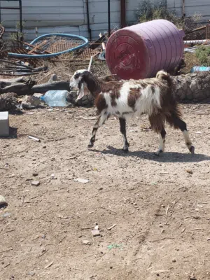 صخله شاميه ارتفاعها تلث بلوكات وشوي عليه  4 اشهر ابيعلك 3 اشهر ونص عن لمفاشل  صخله حلوه وسعرها مناسب