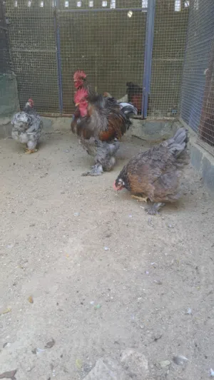 دجاج كوشن العملاق