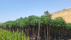 لدينا شجر شماسي ايطالي (زنزلخت)  ارتفاع من متر ل 3 م  خدمة توصيل مجاناً  1659 سرو توتم الايطالي