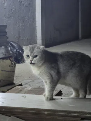 قط من سلالة سكوتش فولد