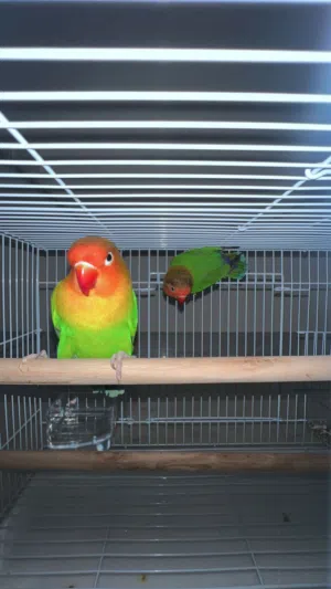 Fisher love birds طيور الحب الفيشاوي