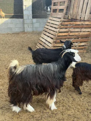 للبيع الاغنام عماني لتربية او لذبح سمين فول للتربيه ممتاز