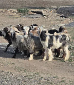 للبيع غنم من حلال الرحوب وشي من حلال بني سعيد من قطيع واحد