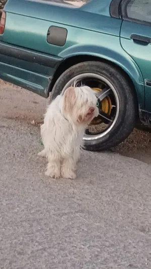 ذكر عمرو سنه لعوب بجنن للبيع او للبدل