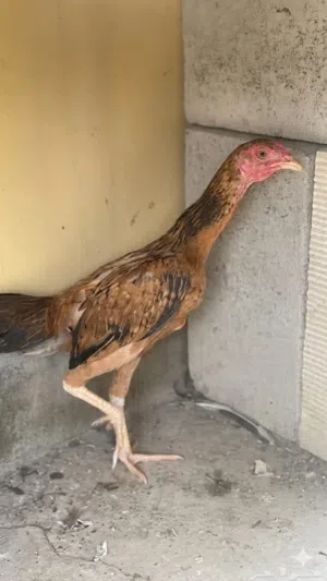 للبيع دجاج او ديج باكستاني ب تيلندي