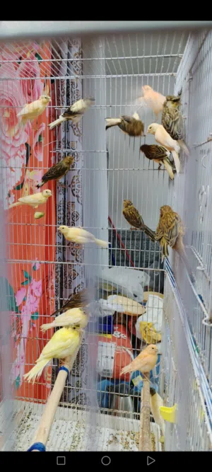 طيور كناري ا زوج منتجة  اللون جميلة ماشاء الله