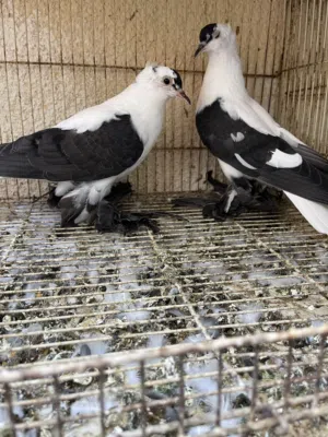 حمام زينه للبيع فقط الوصف مهم قبل  التواصل معي شاهد الاعلان واختار الصورة والنوع لكي اخبرك السعر