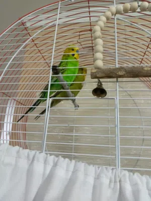 طيور حب جوز انجليزي