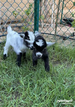 نوع ماعز في جمل وصف