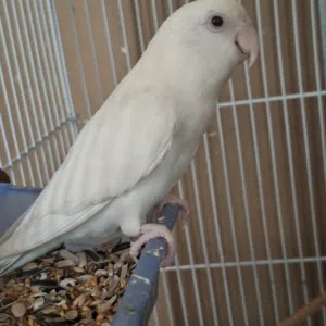 albino red eye