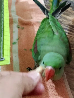 ببغاء نيبالي اليف محلق حلقه ذهبيه عمر أقل سنه يناغي يدردم عندي تصوير فيديو المكان ابو الخصيب محيله