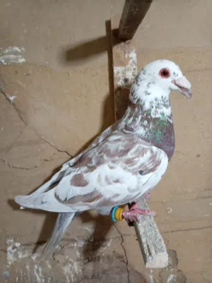 حمام للبيع او للبدل على طيور كش