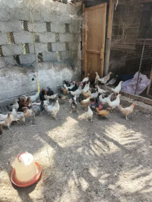 دجاج محلي للبيع