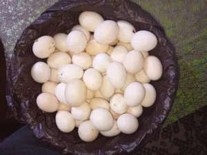 بيض بلدي للبيع