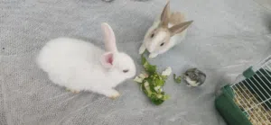 Two Cute Rabbits