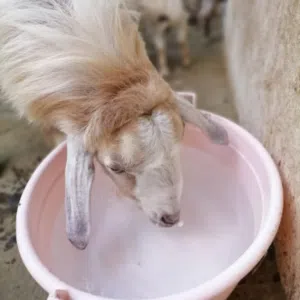 بيع المواشي 