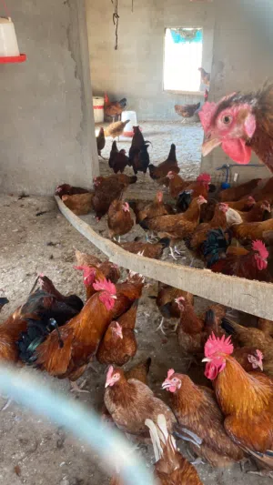 بيض دجاج هجين فرنسي