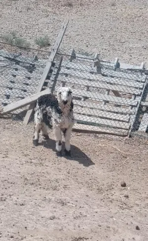 حمله ابوها نجدي اصل امها عمانيه اصل