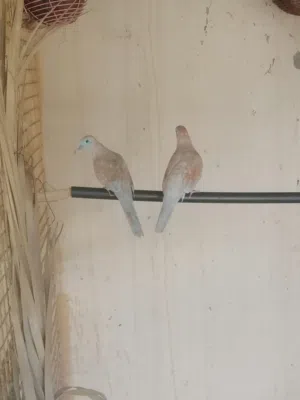 زوج زيبرى دوف الاورنج