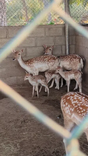 Baby Deer 3 deers