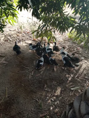 بط مصري للبيع الحبه ريالين