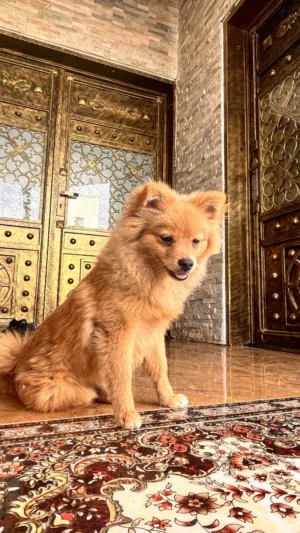 كلب بورمينيان