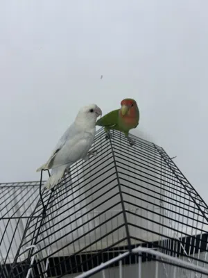 زوج غنادير نثيه وفحل متوالفات وبصحه كلش زينه