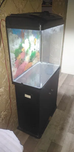 حوض اسماك. Fish