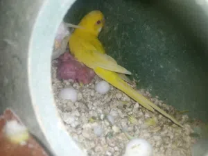 طيور حب للبيع تحتو فراخ مطير للبيع