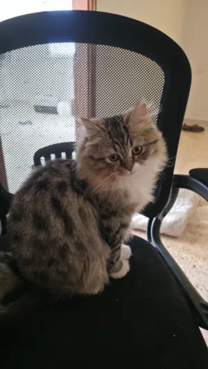 للبيع قطط منزلية جميلة العمر: 6 أشهر ونصف أنثى بيضاء أذنها مطوية + ذكر شعر طويل العوبين وصحتهم جيدة