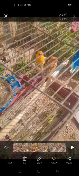 جوز ماشاء الله