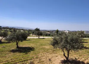 Residential Land for Sale in Amman Naour